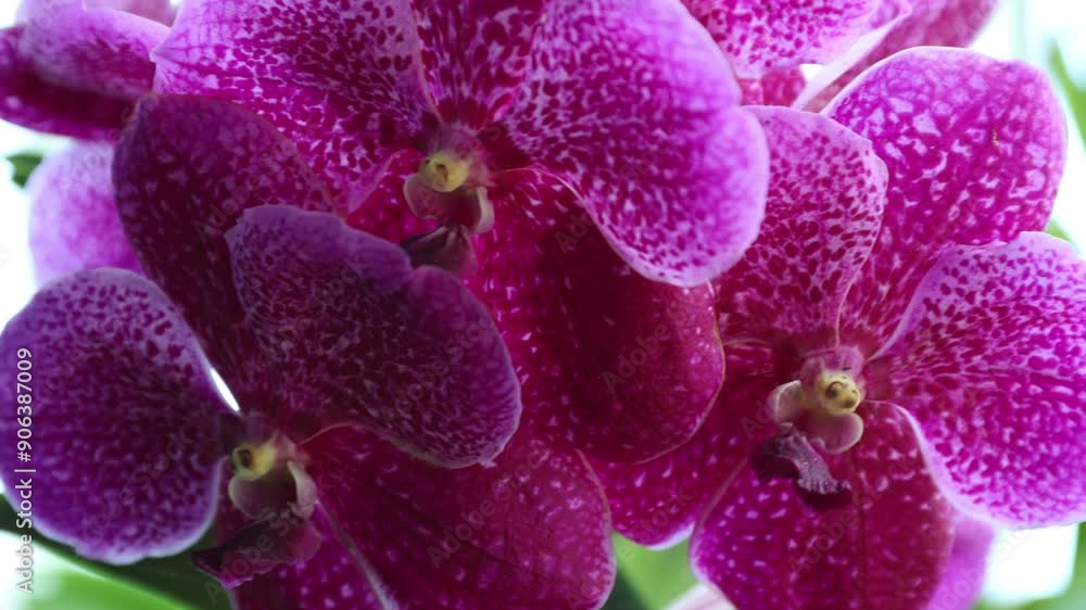 Close-up orchid plants in full bloom pink purple color in garden. Footage of very beautiful and colorful orchid flowers Close-up orchid plants in full bloom pink purple color in garden. Footage of very beautiful and colorful orchid flowers