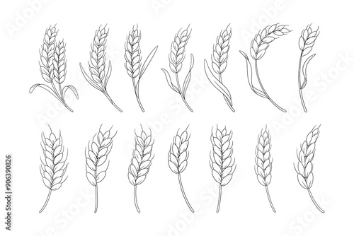 Hand Drawn Wheat Illustration