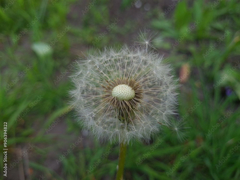 Whispers of Nature: Fluffy Dandelion in the garden Whispers of Nature: Fluffy Dandelion in the garden
