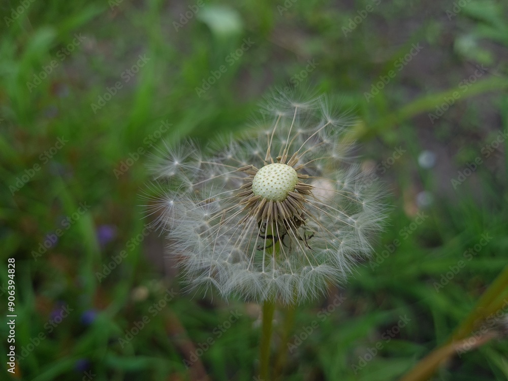 Fototapeta premium Whispers of Nature: Fluffy Dandelion in the garden