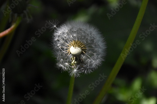 Whispers of Nature: Fluffy Dandelion in the garden