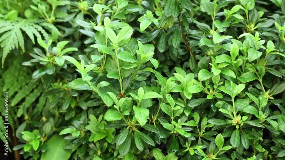 Fresh green leaves in garden. Selective focus. Beautiful scene with wild green leafs, nature background footage Fresh green leaves in garden. Selective focus. Beautiful scene with wild green leafs, nature background footage