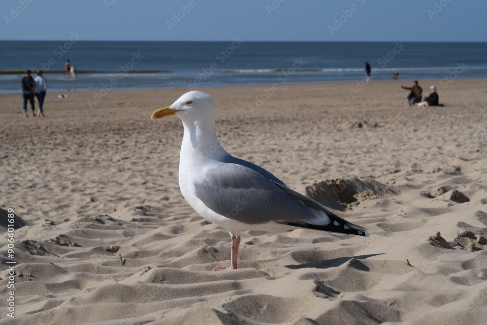 Fototapeta premium seagull on the beach