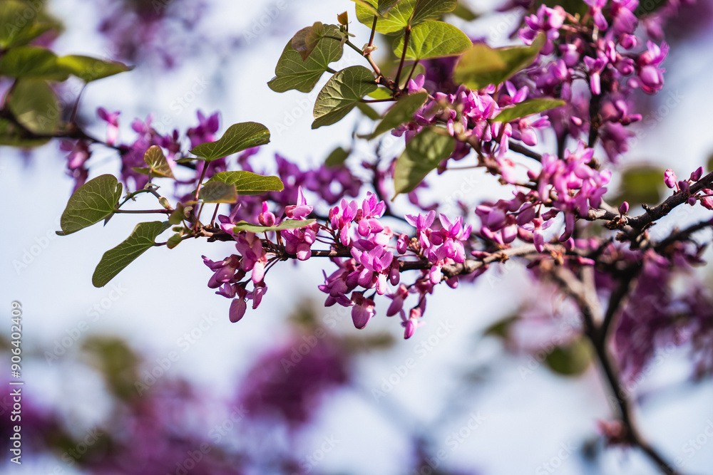 Branches of Cercis siliquastrum or Juda tree with lush pink flowers and green leafs during spring season, close up of Judas tree Cercis siliquastrum Branches of Cercis siliquastrum or Juda tree with lush pink flowers and green leafs during spring season, close up of Judas tree Cercis siliquastrum