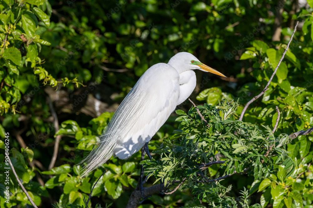 Fototapeta premium great white heron