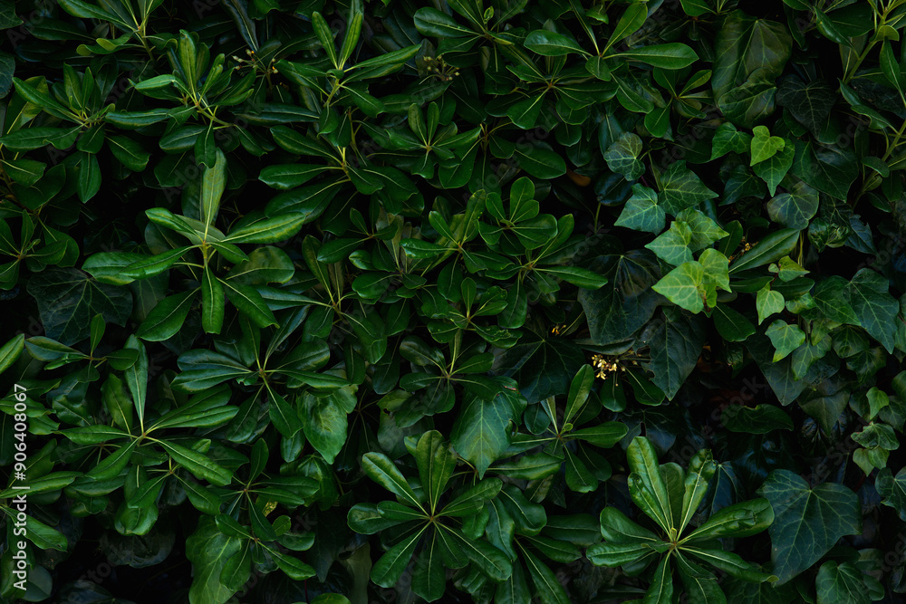 Beautiful green leaves background. Beautiful green leaves background.
