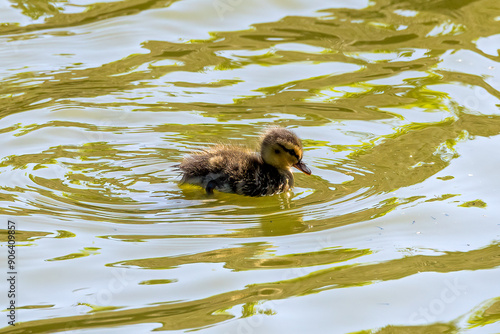 duck in the water