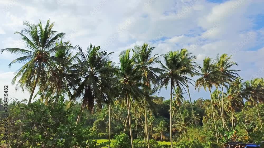 video of coconut leaves moving during the day with a bright blue, cloudy sky video of coconut leaves moving during the day with a bright blue, cloudy sky