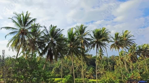 Wallpaper Mural video of coconut leaves moving during the day with a bright blue, cloudy sky Torontodigital.ca