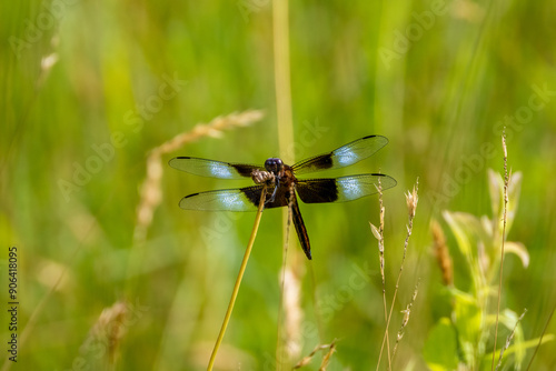 dragonfly on the grass