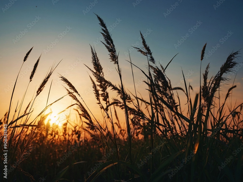 Meadow grass silhouette with flat sun at sunrise or sunset, summer wallpaper illustration. High contrast Meadow grass silhouette with flat sun at sunrise or sunset, summer wallpaper illustration. High contrast