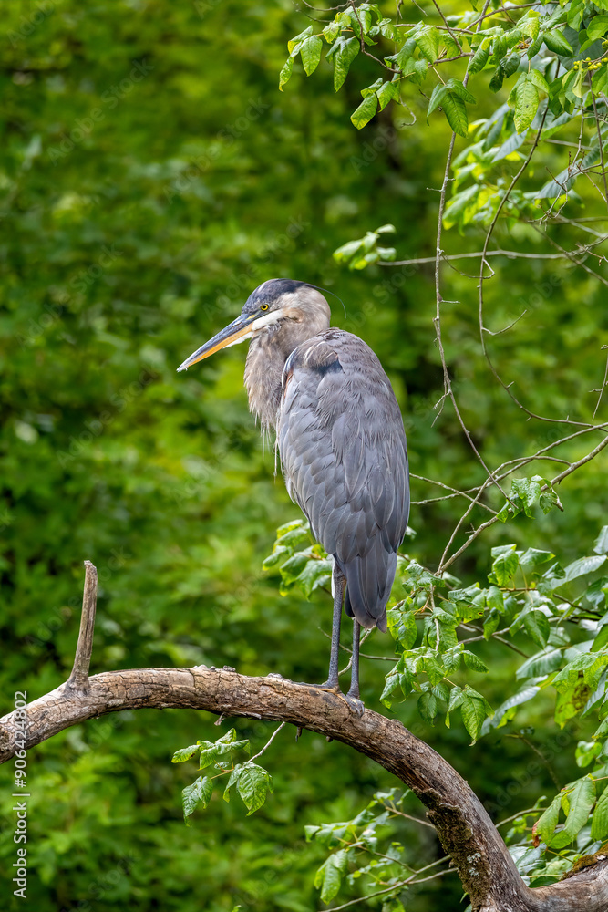 Naklejka premium blue heron