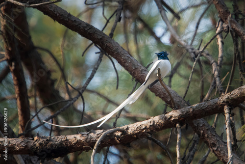 Indian paradise flycatcher or Terpsiphone paradisi in Binsar, Uttarakhand, India photo