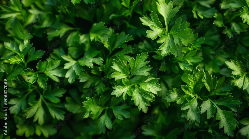 parsley bush parsley bush