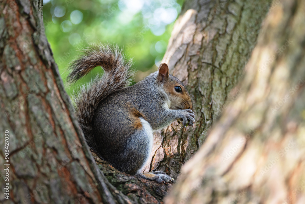 Grey squirrel sitting on a tree eating nut Grey squirrel sitting on a tree eating nut