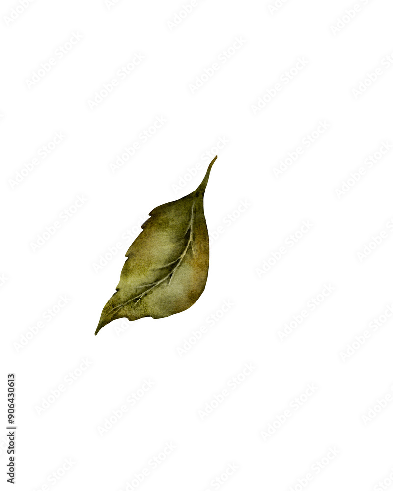 Fototapeta premium Single green leaf isolated against white background