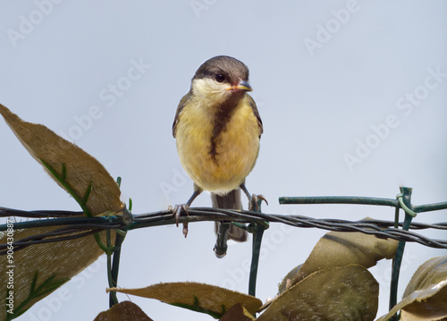 young  coal tit portrailt, looking staright in the camera photo