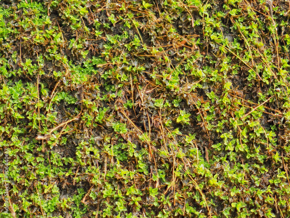 Moss during the rainy season Moss during the rainy season
