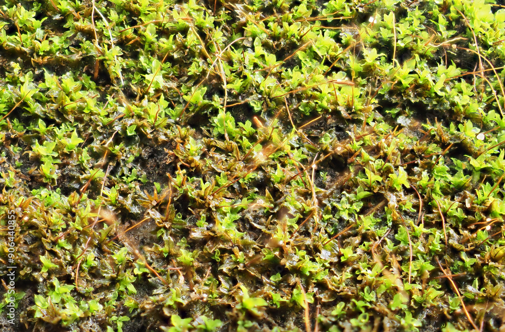 Moss during the rainy season Moss during the rainy season