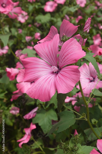 closeup beautiful pink flower of the Lavatera