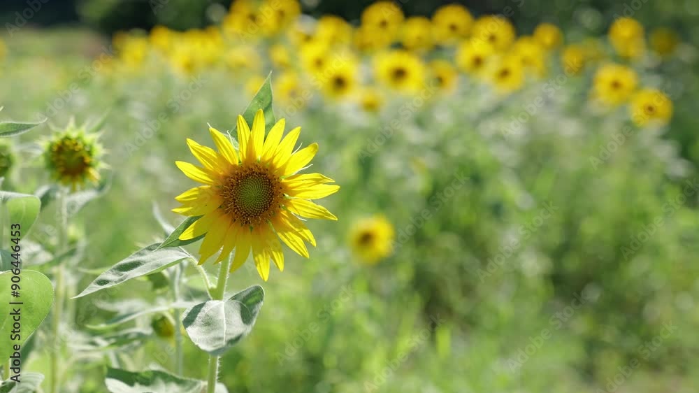 sunflower agriculture field, summer landscape