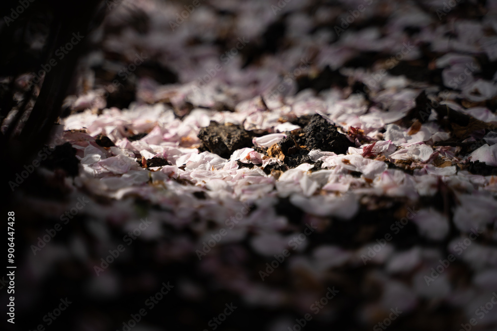 Many cherry blossom petals that fell to the ground, fallen white petals in an early blooming garden, cherry tree in spring season, selective focus Many cherry blossom petals that fell to the ground, fallen white petals in an early blooming garden, cherry tree in spring season, selective focus