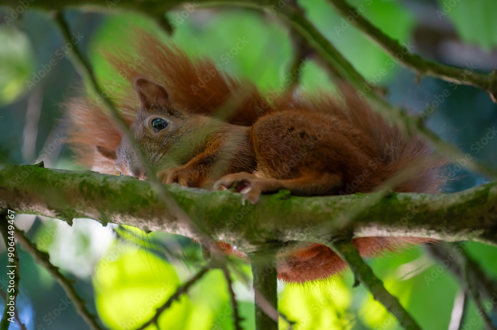 Obraz premium Eichhörnchen mit Haselnuss