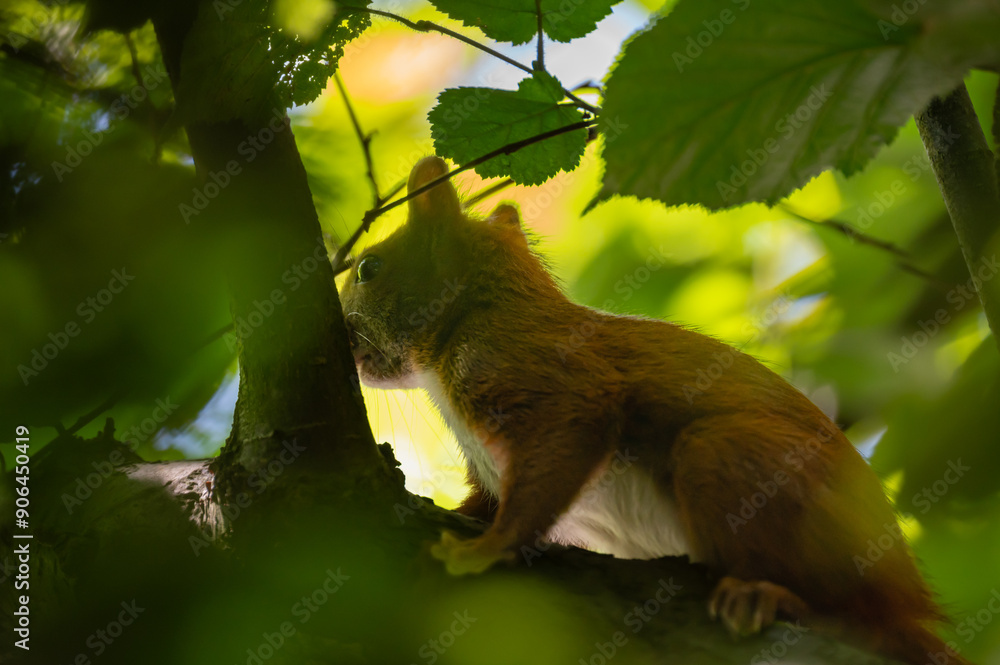 Obraz premium Eichhörnchen mit Haselnuss