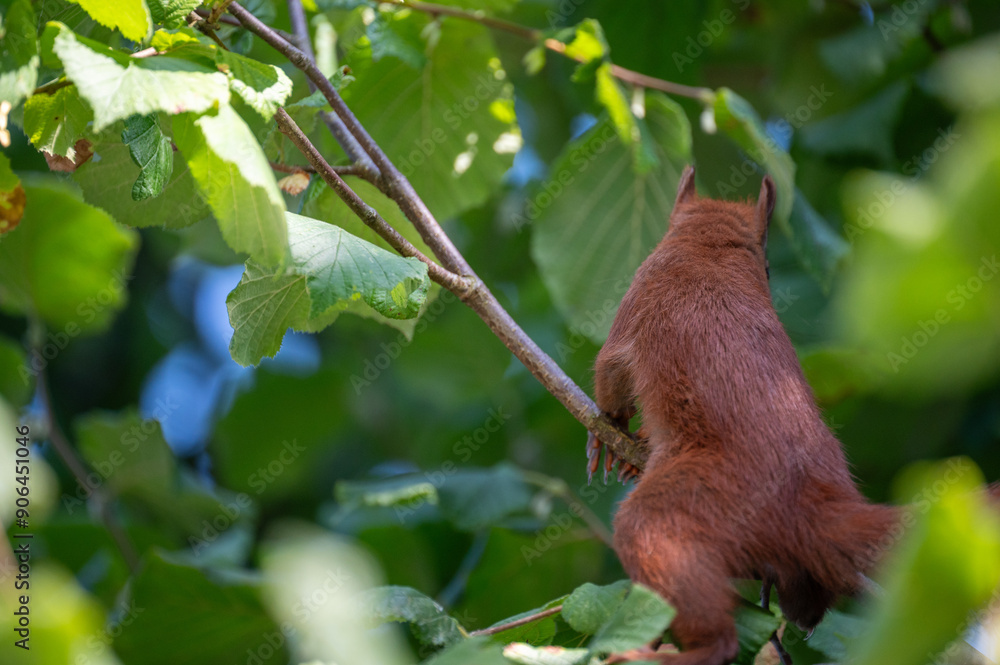 Obraz premium Eichhörnchen mit Haselnuss
