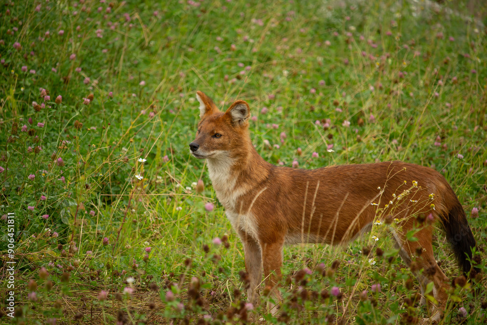 Dhole (Cuon alpinus) also known as the Asiatic Wild Dog Dhole (Cuon alpinus) also known as the Asiatic Wild Dog