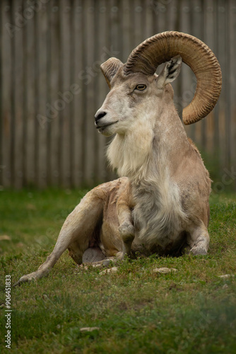 Transcaspian urial (Ovis orientalis arkal). photo