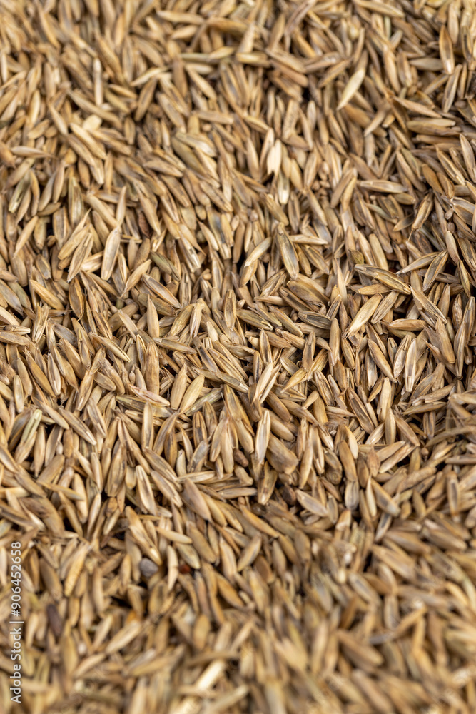 mixed seeds of perennial and annual grass for lawn mixed seeds of perennial and annual grass for lawn