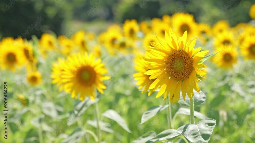 sunflower agriculture field, summer landscape sunflower agriculture field, summer landscape