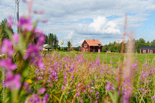 Generic red swedish house between colorful flowers, like fireweed flowering along country road E45 in swedish southern Lapland near Sorsele