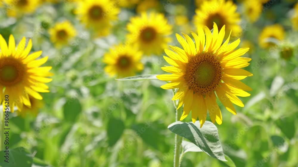 sunflower agriculture field, summer landscape sunflower agriculture field, summer landscape