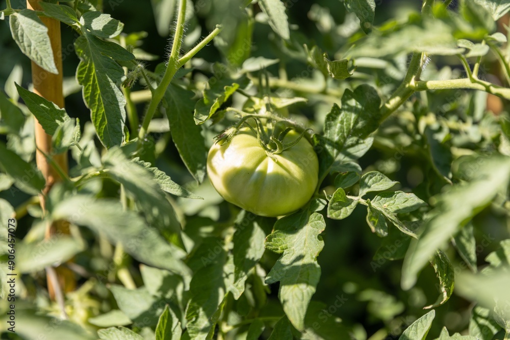 Fototapeta premium Close-up of a green tomato growing on a vine in a garden