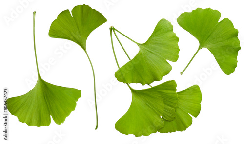 Fresh green ginkgo biloba leaves set isolated on white background