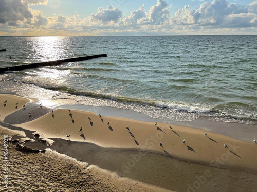 Seagulls on the sunny Baltic coast