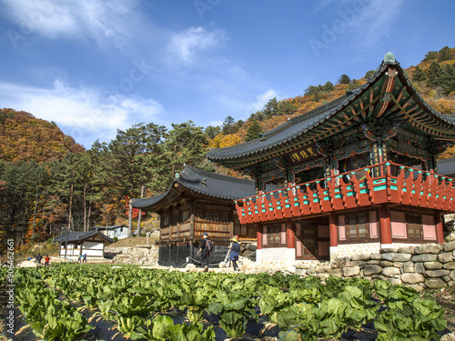 Buk-myeon, Inje-gun, Gangwon-do, South Korea - October 21, 2018: Low angle and autumnal view of napa cabbage field against bell tower of Youngsiam Hermitage at Seoraksan Mt.
 photo