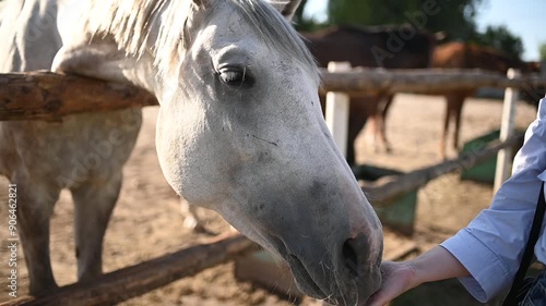 A woman feeds a white and brown horse, the horses eat from her hand