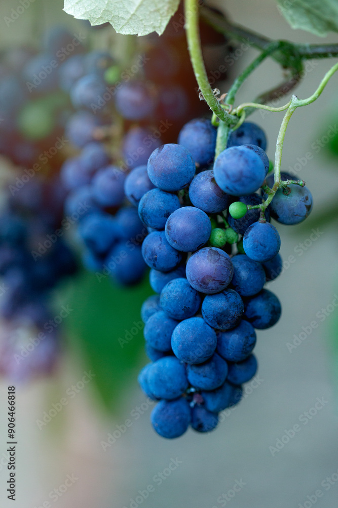 Ripe bunches of blue grapes hang on a branch in the vineyard. Rural nature. Ray of sunshine. Ripe bunches of blue grapes hang on a branch in the vineyard. Rural nature. Ray of sunshine.