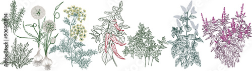 Vector set of 8 spice bushes. Garlic, chili pepper, dill, parsley, rosemary, red basil, mint, arugula