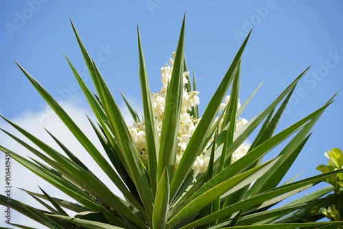 Yucca plant also known as Adam's needle, common yucca.