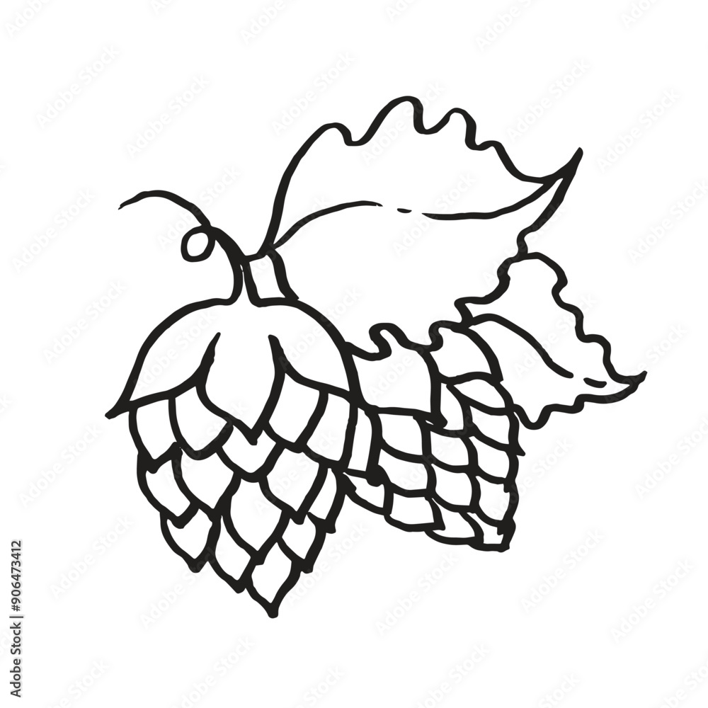 Fototapeta premium Hops vector icon linear illustration on white