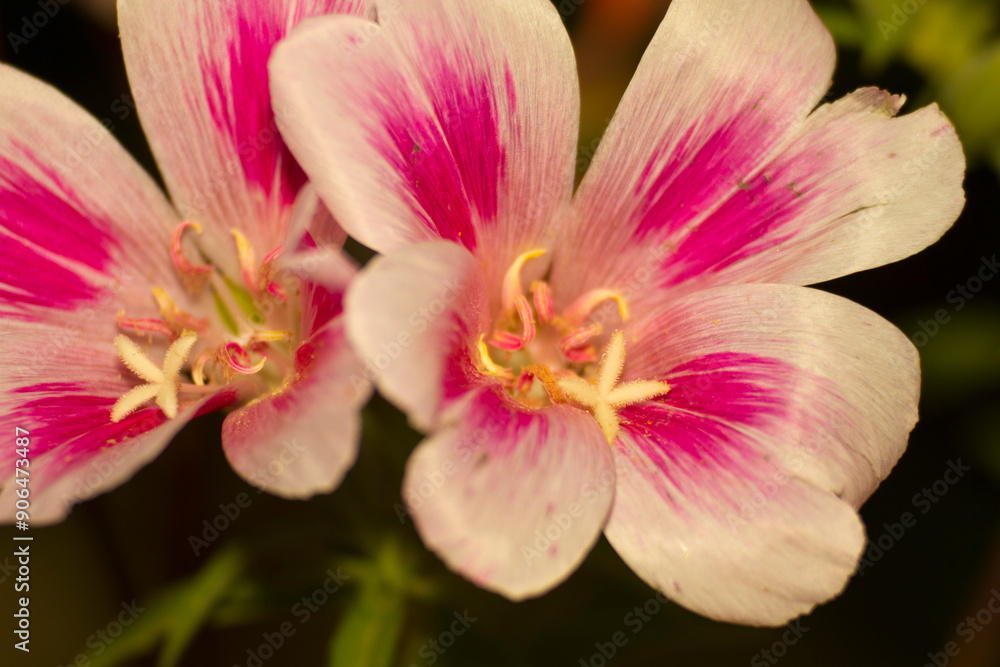 A detailed close up image showcasing two pink and white flowers A detailed close up image showcasing two pink and white flowers