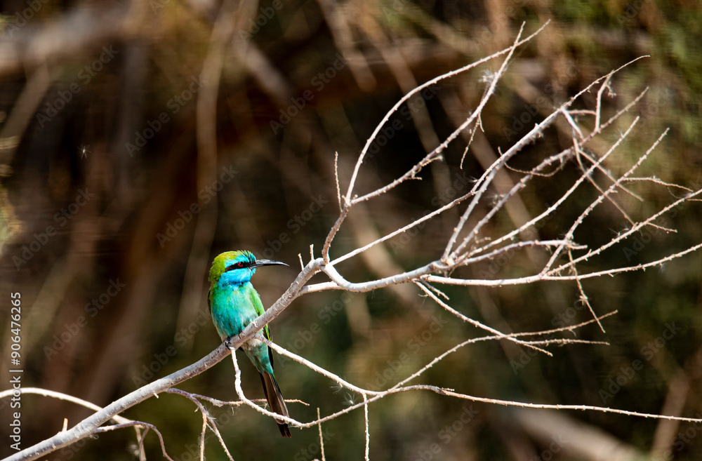 Blue-cheeked Bee-eater sitting on the branch Blue-cheeked Bee-eater sitting on the branch