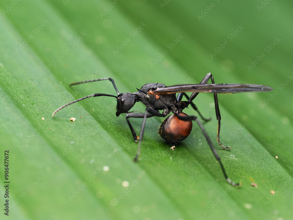 Fototapeta premium Giant Ant in the rainforest of Thailand
