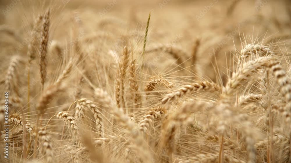 Grain Heads - Wheat Growing In Cultivated Field - Close Up Grain Heads - Wheat Growing In Cultivated Field - Close Up