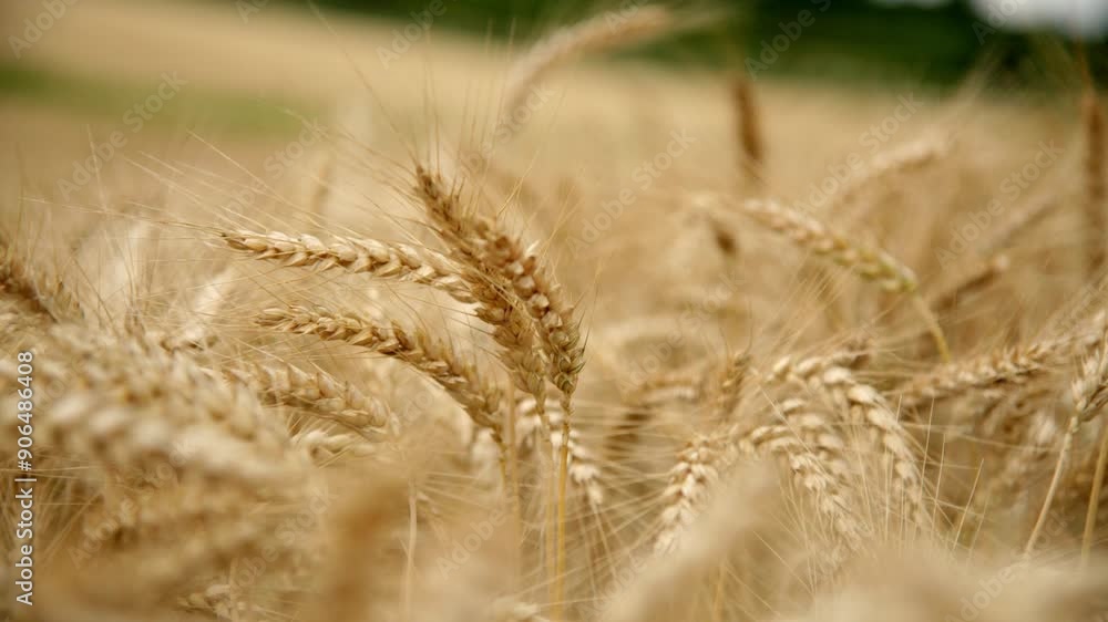 Wheat Field With Ripe Golden Ears During Harvest Season. Rack Focus Shot Wheat Field With Ripe Golden Ears During Harvest Season. Rack Focus Shot