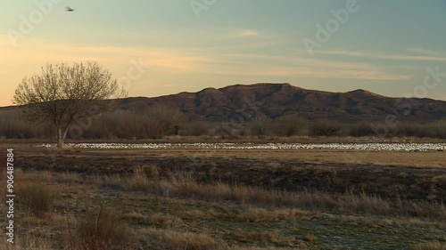 Wallpaper Mural Bosque del Apache, Socorro County, New Mexico, United States - Sandhill Crane Soaring in the Sky With a Backdrop of a Flock of Snow Geese Resting on the Ground - Static Shot Torontodigital.ca